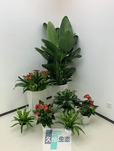 办公室花卉绿植租摆简约组合